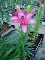 [1711 Eltanin Mak No02.JPG]